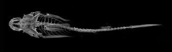 Media type: image;   Ichthyology 58108 Aspect: ,description